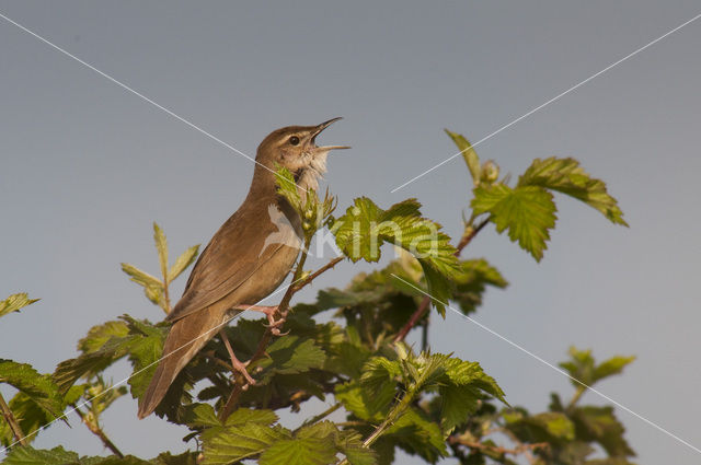 Savi’s Warbler (Locustella luscinioides)