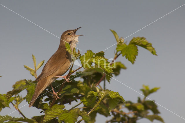 Savi’s Warbler (Locustella luscinioides)