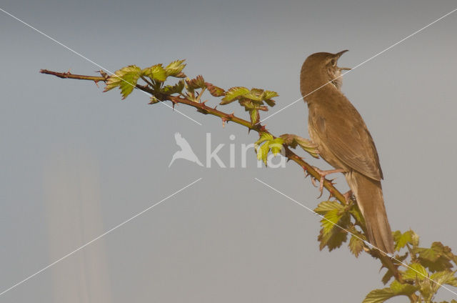Savi’s Warbler (Locustella luscinioides)