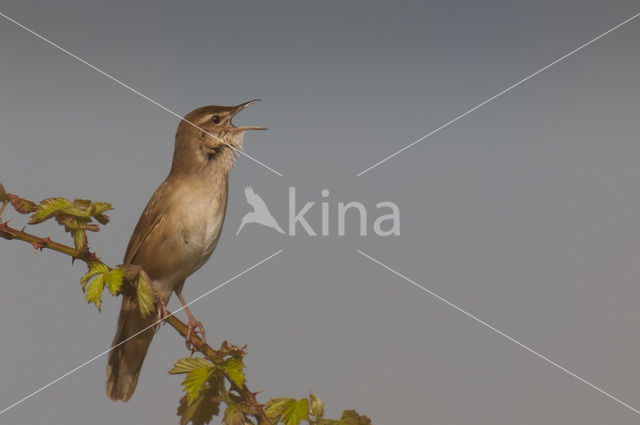 Savi’s Warbler (Locustella luscinioides)