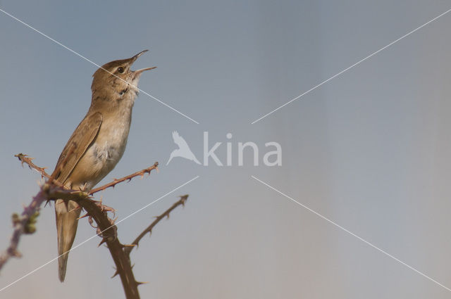 Savi’s Warbler (Locustella luscinioides)