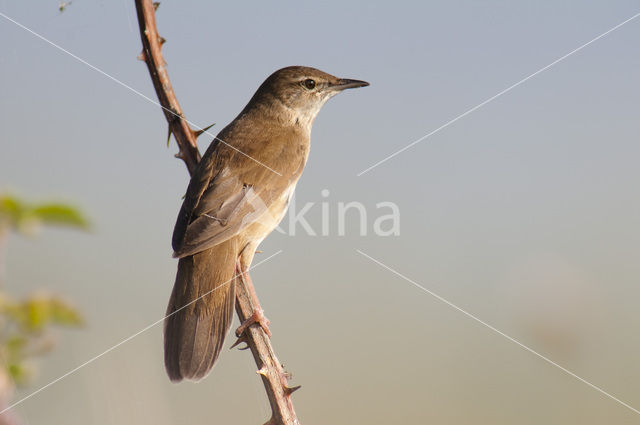 Savi’s Warbler (Locustella luscinioides)