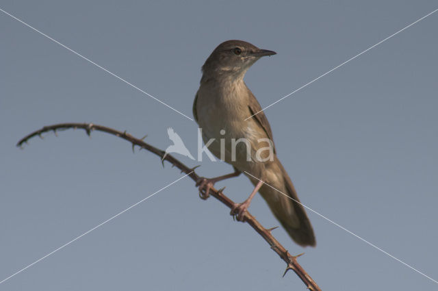 Savi’s Warbler (Locustella luscinioides)