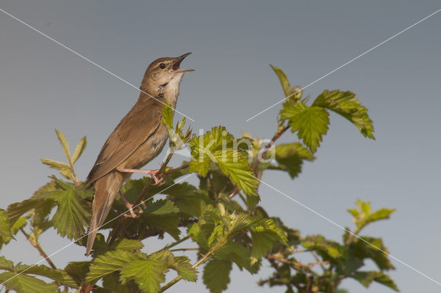 Snor (Locustella luscinioides)