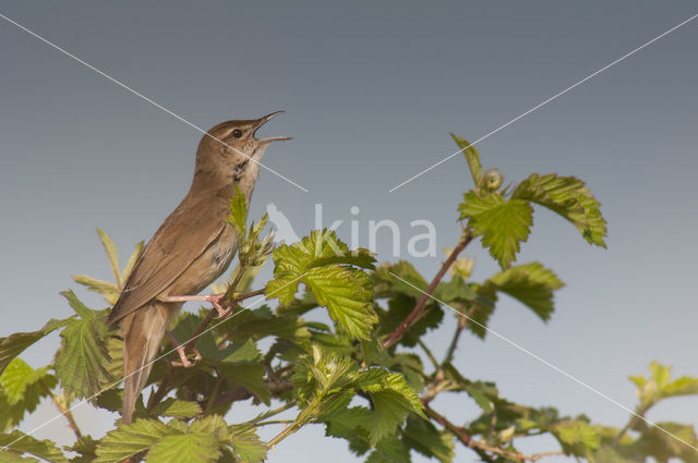 Savi’s Warbler (Locustella luscinioides)