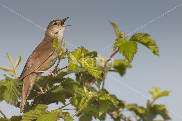 Savi’s Warbler (Locustella luscinioides)