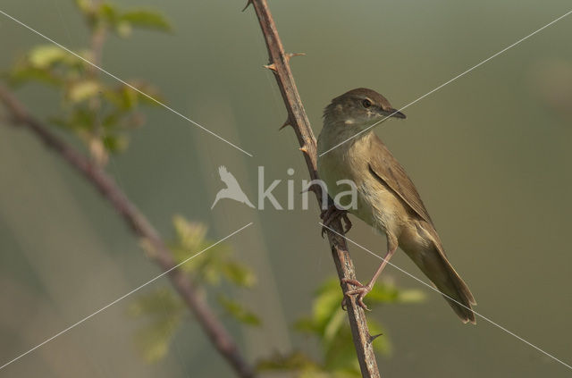 Savi’s Warbler (Locustella luscinioides)