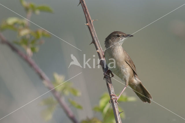 Savi’s Warbler (Locustella luscinioides)