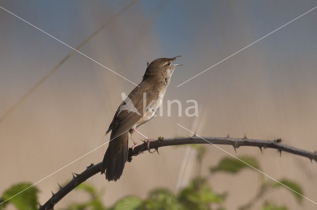 Savi’s Warbler (Locustella luscinioides)