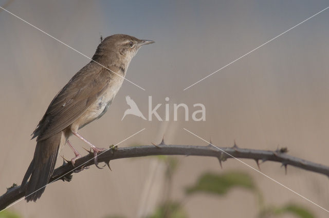 Savi’s Warbler (Locustella luscinioides)