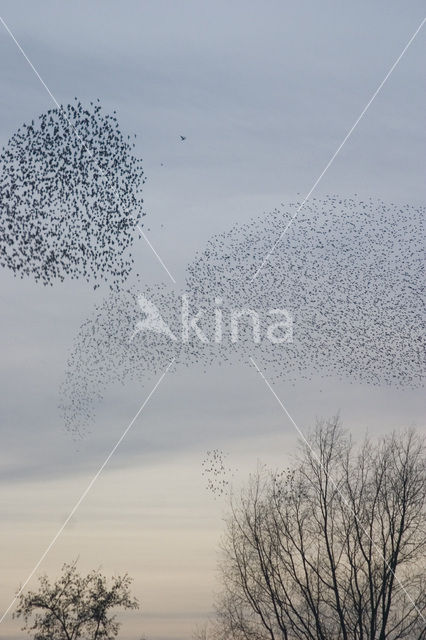 Spreeuw (Sturnus vulgaris)