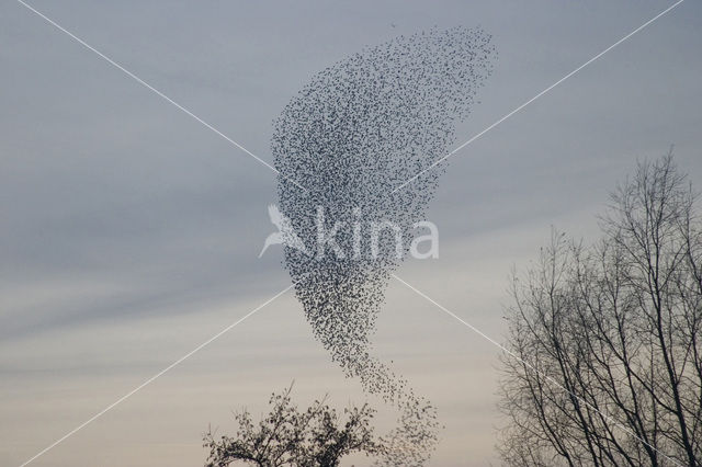 Spreeuw (Sturnus vulgaris)