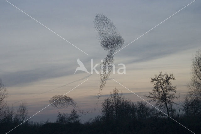 Spreeuw (Sturnus vulgaris)