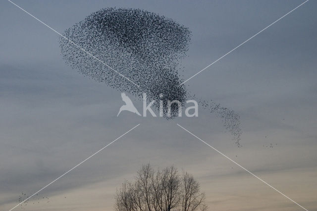 Spreeuw (Sturnus vulgaris)