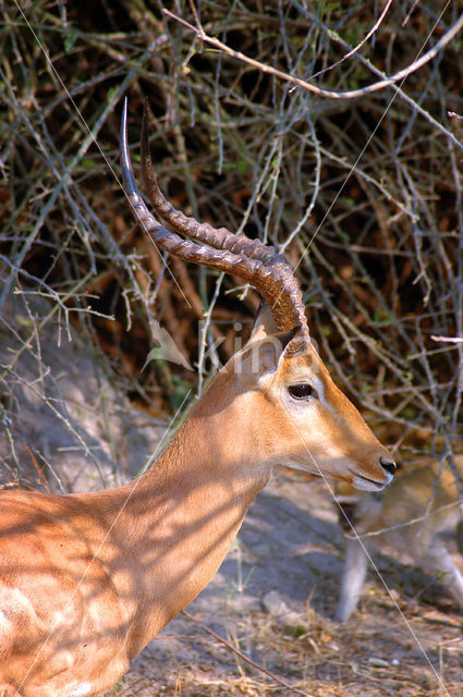 Springbok (Antidorcas marsupialis)