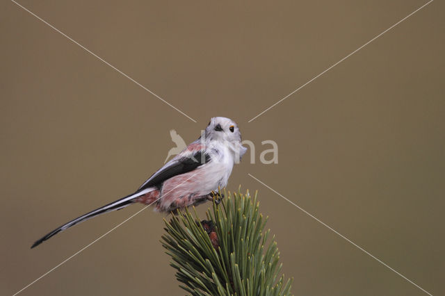 Long-tailed Tit (Aegithalos caudatus)