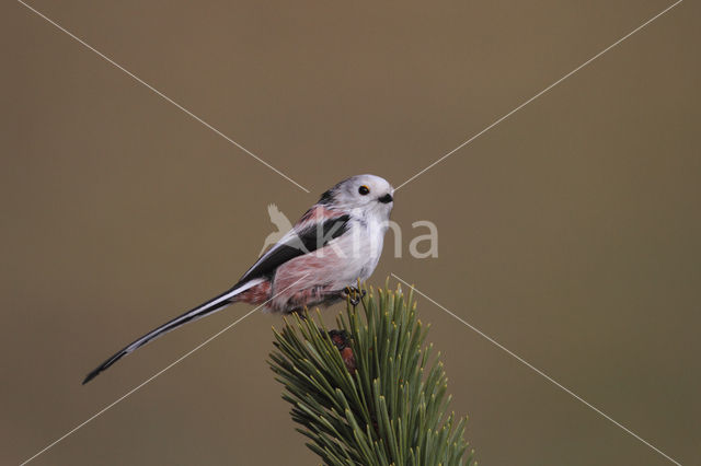 Long-tailed Tit (Aegithalos caudatus)