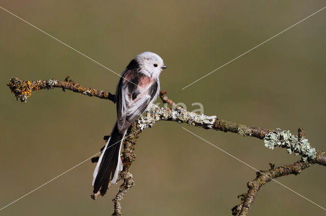 Staartmees (Aegithalos caudatus)