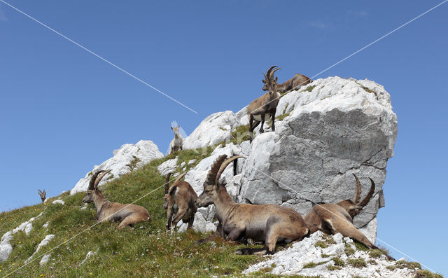 Steenbok (Capra ibex)