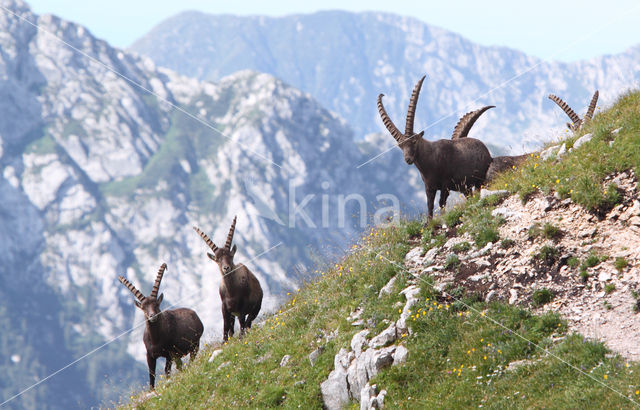 Steenbok (Capra ibex)