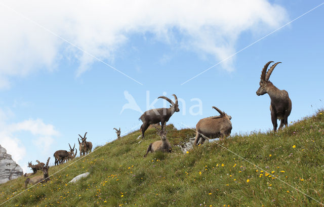 Steenbok (Capra ibex)