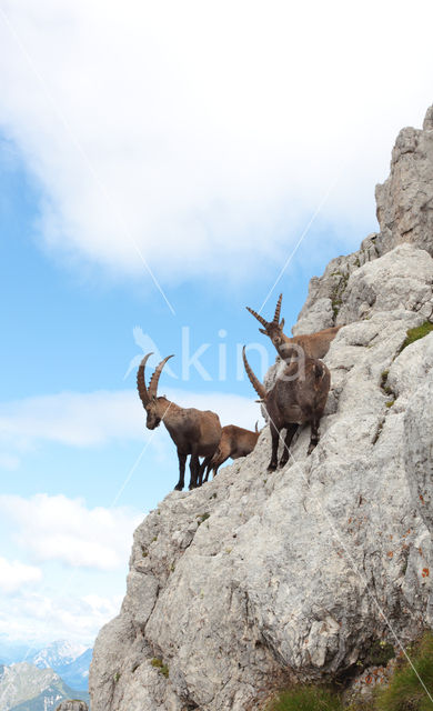 Ibex (Capra ibex)