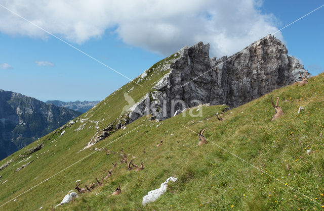 Steenbok (Capra ibex)