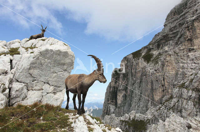 Ibex (Capra ibex)