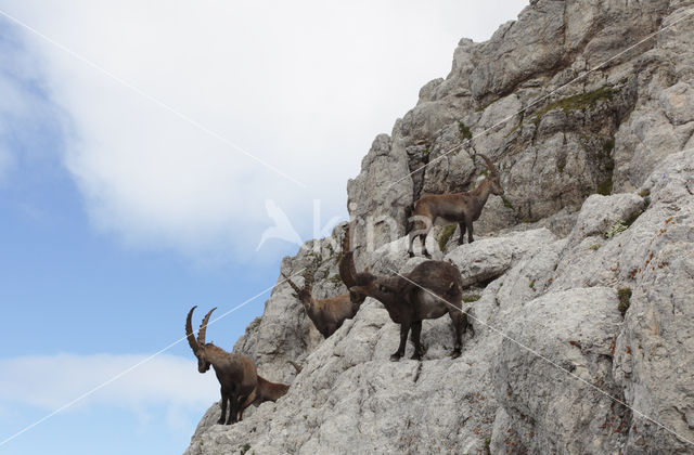 Steenbok (Capra ibex)