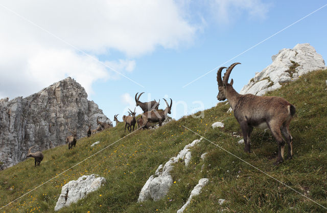 Steenbok (Capra ibex)