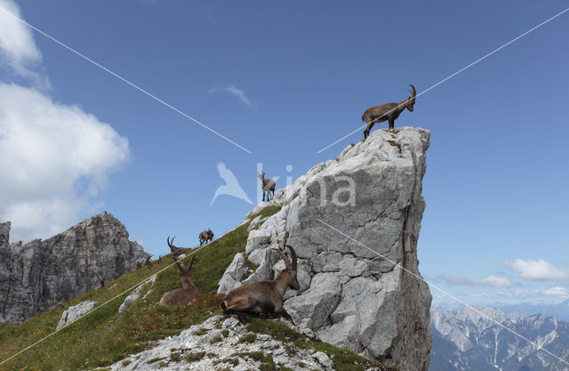 Steenbok (Capra ibex)