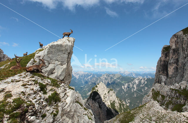 Ibex (Capra ibex)