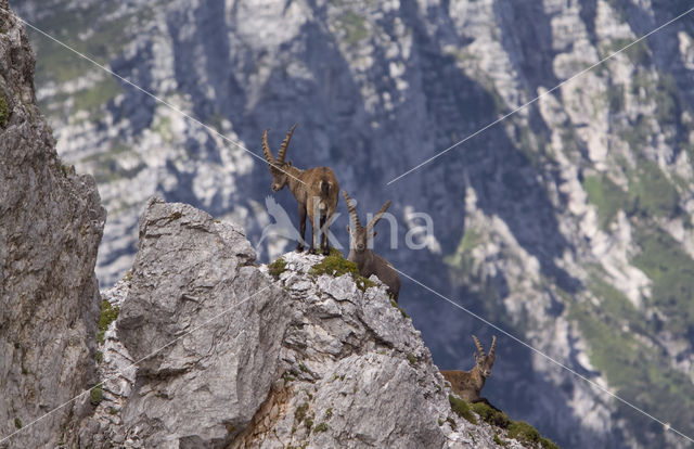 Ibex (Capra ibex)