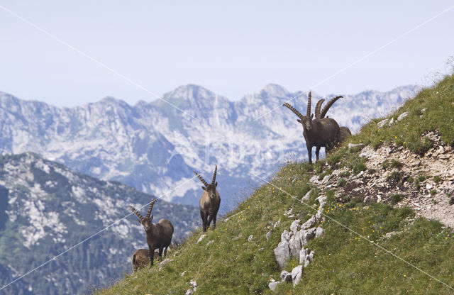 Steenbok (Capra ibex)