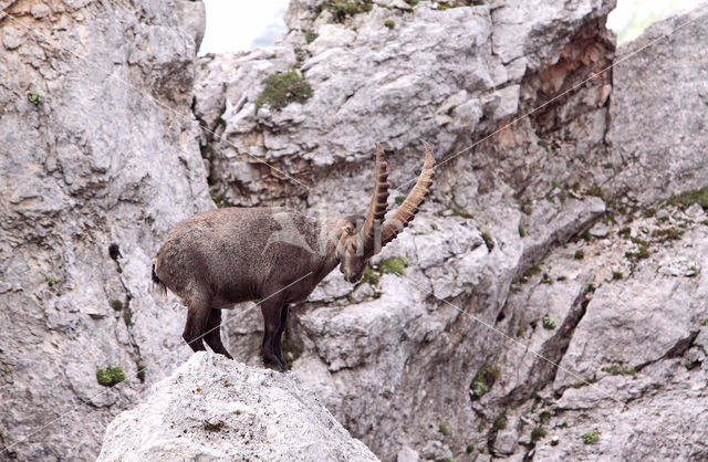 Ibex (Capra ibex)