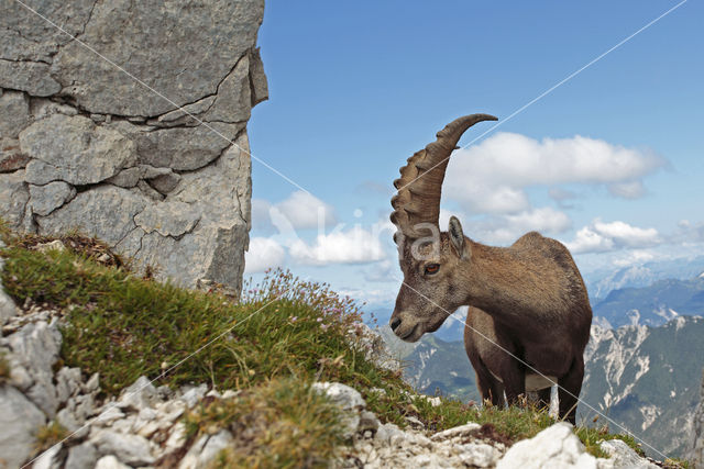 Ibex (Capra ibex)