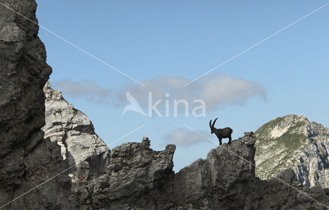 Steenbok (Capra ibex)