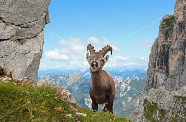 Steenbok (Capra ibex)