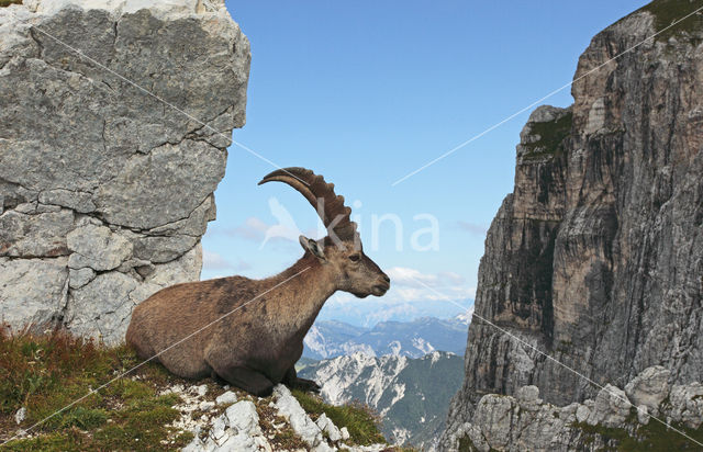 Steenbok (Capra ibex)