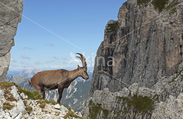 Steenbok (Capra ibex)