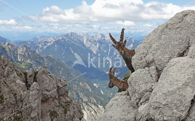 Ibex (Capra ibex)