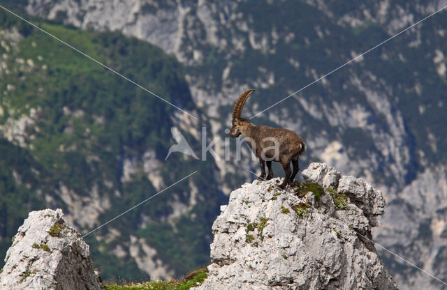 Steenbok (Capra ibex)