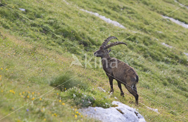 Ibex (Capra ibex)