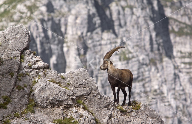 Ibex (Capra ibex)