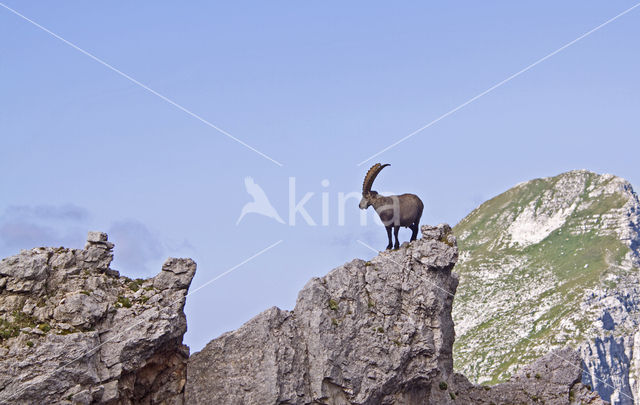 Steenbok (Capra ibex)