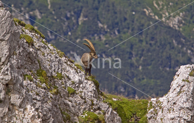 Steenbok (Capra ibex)