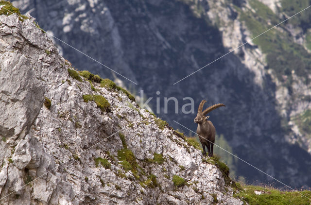 Ibex (Capra ibex)