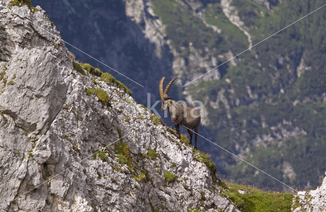 Ibex (Capra ibex)