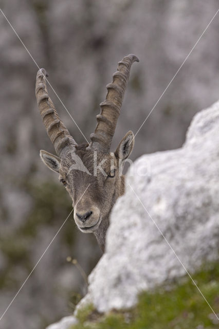 Ibex (Capra ibex)