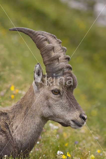 Steenbok (Capra ibex)